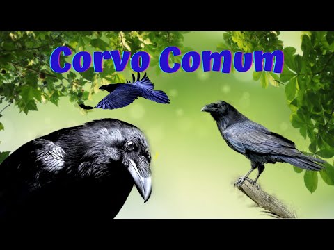 Vídeo: Corvo Comum