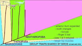 BIRD EVOLUTION: CLADOGRAM: AVETHEROPODA