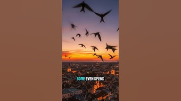 this bird can flying for 10 month non stop #commonswift #animalfacts #birds #randomfacts