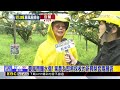 最新》憂風雨釀水傷！ 果農為即將採收的新興梨套兩層袋