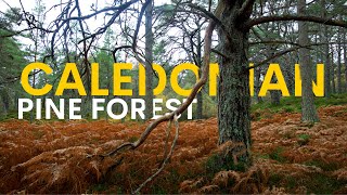 Scotlands Lost Forests Are Returning - here's how