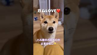 今夜もガムLOVEな柴犬❤️#shiba #shibainu #柴犬 #pecoいぬ部 #柴犬のいる暮らし #しばいぬ #shorts #dog #犬のいる暮らし #犬 #cutedog
