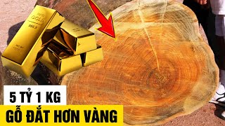 5.000.000.000 VND Mua Được 1 KG - 8 Loại Gỗ Đắt Nhất Thế Giới - Và Nguyên Nhân Vì Sao?