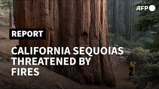 Iconic California sequoias threatened by hazardous fires | AFP