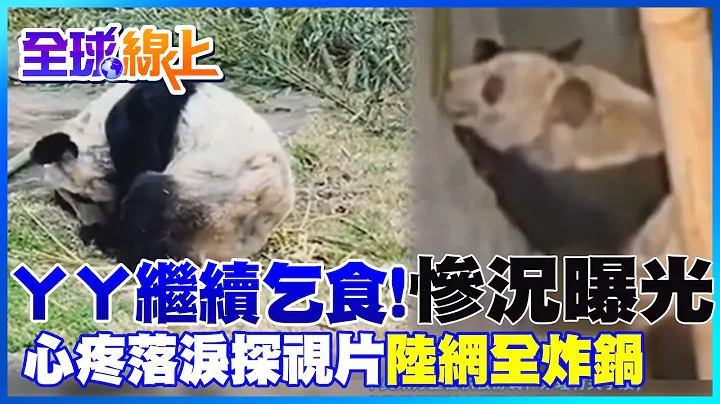 旅美猫熊ㄚㄚ爆瘦乞食惨况曝光陆网炸锅 在美华人飞3000公里探视心疼泪喊加油 |全球线上 @CtiNews - 天天要闻