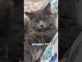 😝😝😝 #cat #funny #funnycats #music #viral #funny #shorts