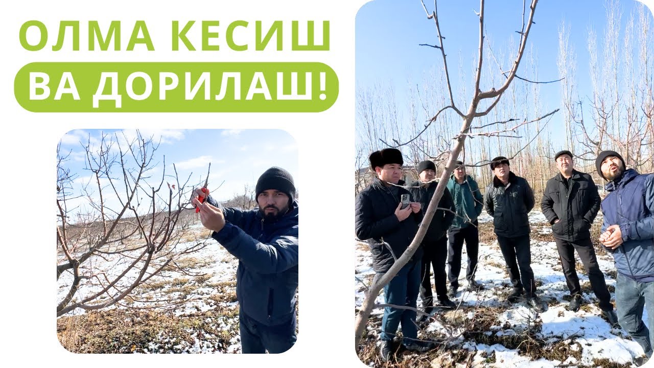 ОЛМА КЕСИШ ВА ДОРИЛАШ ҲАҚИДА!