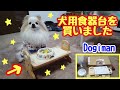 【ポメラニアン ライト】犬の食器台を購入しました★ドギーマン【Pomeranian raito】I bought a table for a dog★