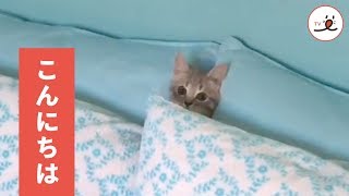 猫ちゃん、ソファの隙間に入り込んだと思ったら…！？【PECO TV】