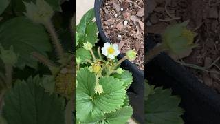 🍓 Strawberry flower ✨ #strawberry #fruitgarden #containergardening