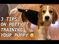 Three tips on potty training your puppy