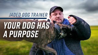 The Jaded Dog Trainer: Your Dog Has A Purpose!  K9 Spotlight