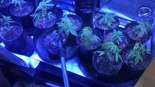 Strawberry Cough & Gorilla Cookies are in the VEG TENT!
