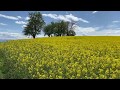 Rapsfeld mit Blick auf Wels und den Traunstein  Field of rape in full flower