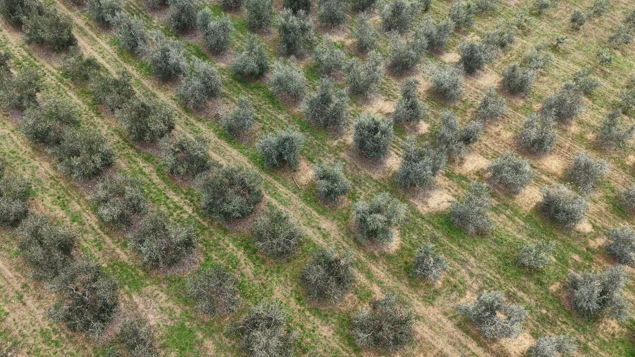 BOJE ZEMLJE Iza istarskih maslinara uspješna maslinarska godina