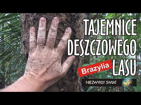 Niezwykly Swiat - Brazylia - Tajemnice deszczowego lasu