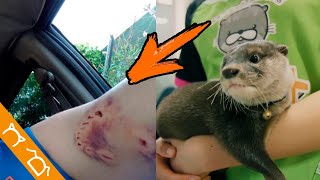 5 Animales Tiernos Pero Que Son EXTREMADAMENTE PELIGROSOS by Colitas a la Derecha - By Danny 1,609 views 2 months ago 10 minutes, 28 seconds