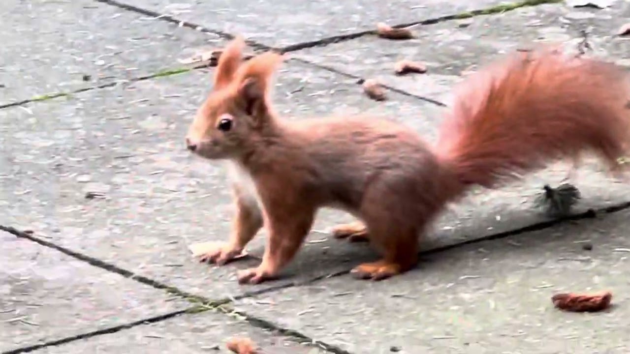 Eichhörnchen schimpft