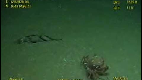 BP Oil Spill - Boa Deep C ROV2 Spots a Crab