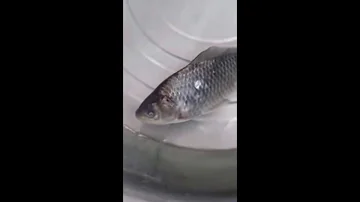 Kann tiefgefrorener Fisch schlecht werden?