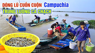 NƯỚC LŨ CUỒN CUỘN TỪ THƯỢNG NGUỒN - BÀ CON TRÚNG NGAY LUỒNG CÁ CHẠCH ĐỒNG Ở BIÊN GIỚI CAMPUCHIA