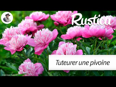 Vidéo: Pivoine - Propriétés Utiles, Reproduction Et Soin Des Pivoines. Appliquer Des Recettes De Pivoine