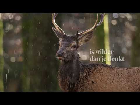Video: Ierland: natuur, flora en fauna