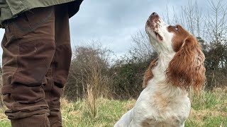 Gundog Training   Working Cocker Spaniel Hunting and Retrieving