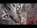 Kedi - Official U.S. Trailer - Oscilloscope Laboratories