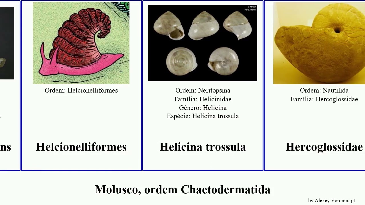 Molusco, ordem Chaetodermatida tegula herpetopoma zospeum integra placenta minima japonica corvus