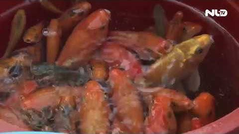 Người dân thả cá chép tiễn ông Táo về trời