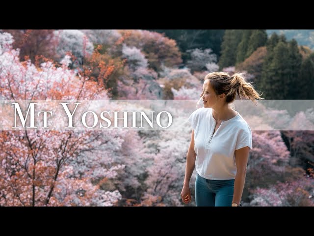 Mt Yoshino in Cherry Blossom Season class=