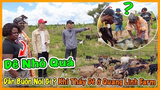 Quanglinhvlogs || Dân Buôn Nói Gì Khi Thấy Dê ở Quang Linh Farm ??? Thương Vụ Thành Hay Thất Bại ?