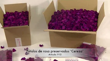 Pétalos de rosa preservado 'Cereza'