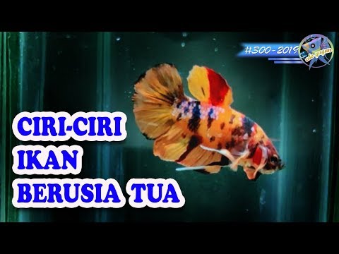 Video: Cara Menentukan Umur Ikan