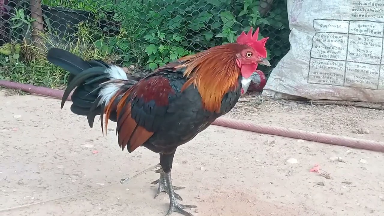 24 (1) qaib f1 pib khav lawm 2026