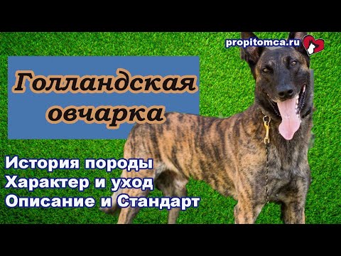 Голландская овчарка хердер - описание породы собак