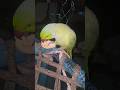 Parrot talking 🦜🧿#foryou #parrotlover #birds #viralshort