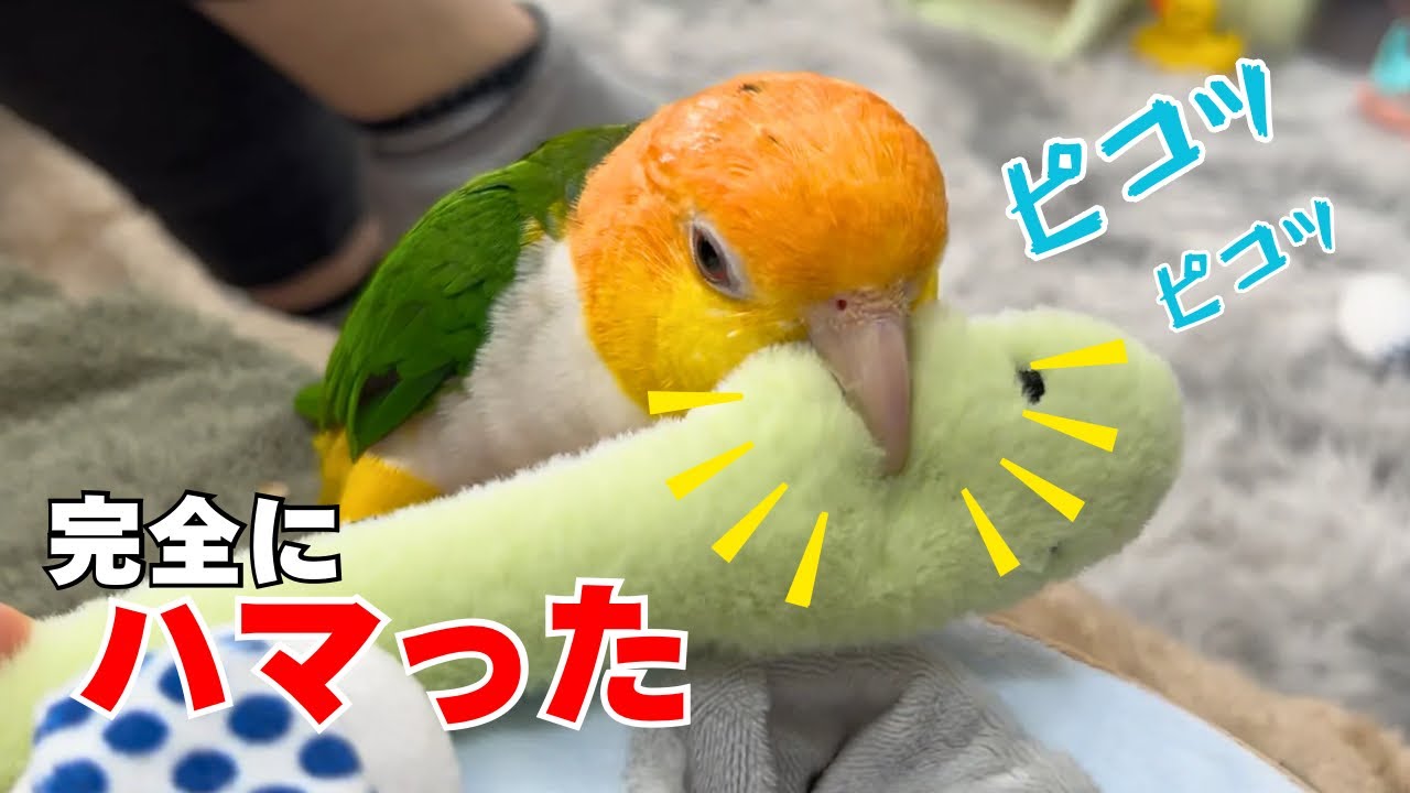 ヘビの鳴らし方を完全にマスターしてしまったインコw【シロハラインコ