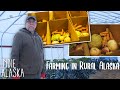 Running the largest farm in rural alaska  indie alaska