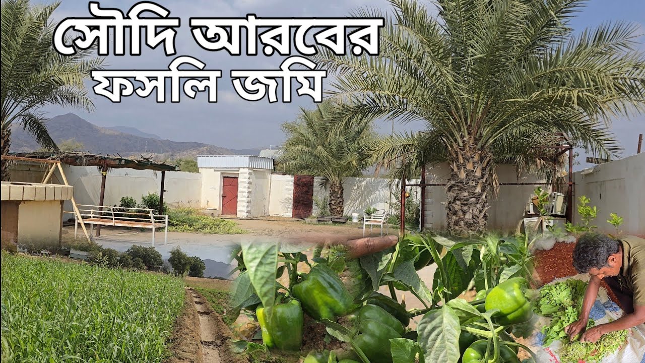 সৌদি আরবের ফসলি জমি | Saudi Arabia's cropland | সৌদি আরব,আল কনফুদা,নামিরা,মাবনা |