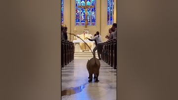 The Holy Church Fell Into Chaos — Capybara’s Behavior Was Unreal! #capybara #funny #animals