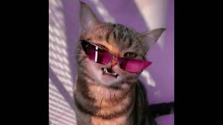 pp kucing kece nih