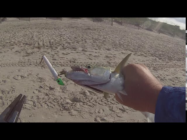 Fishing mud crabs on structure for NON STOP Sheepshead action