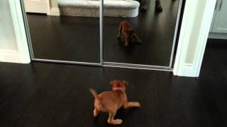 Irish Terrier Puppy And The Mirror.