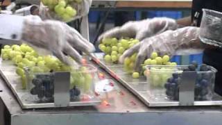 Sansui Grape Scale and Sorting system