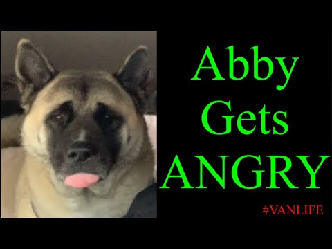 Abby The Akita Gets Vicious