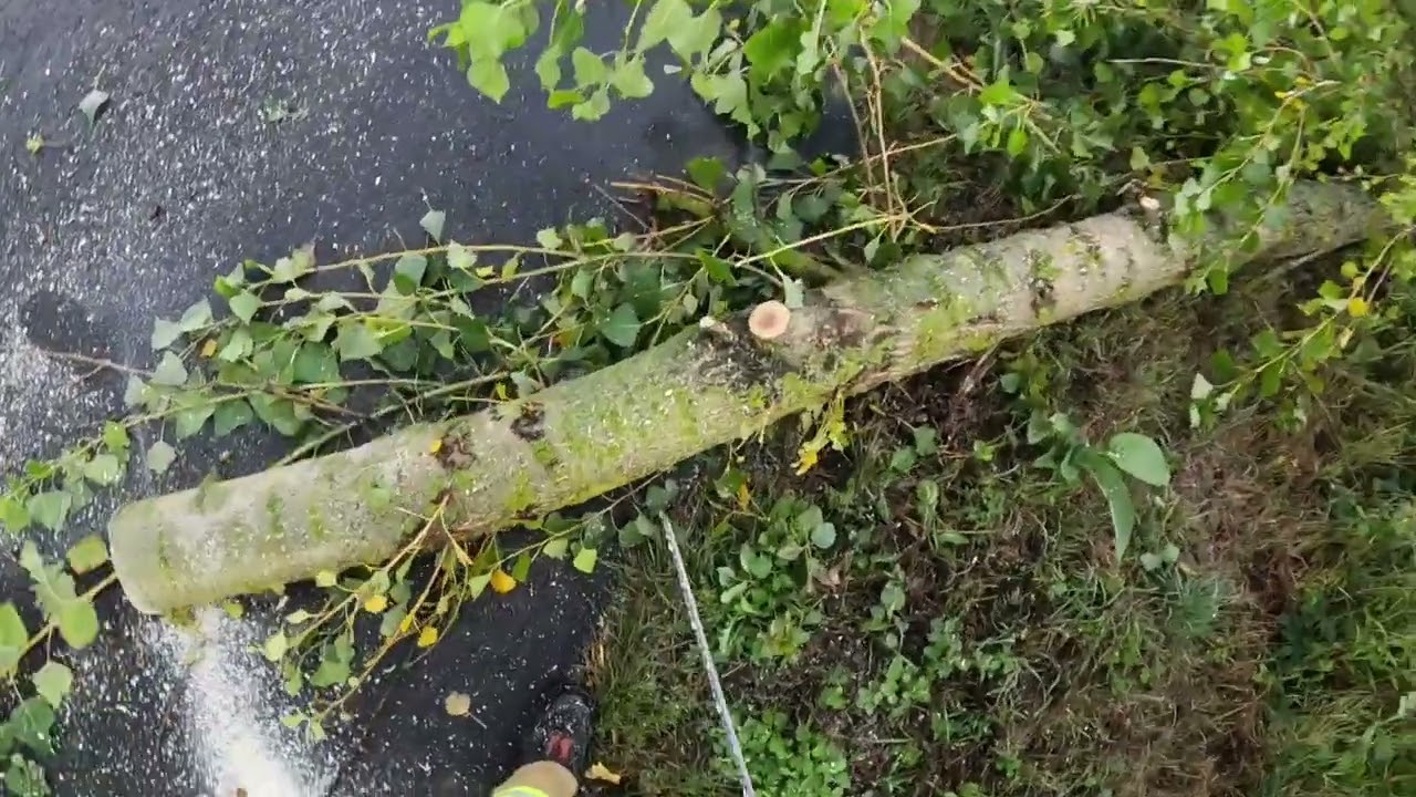 [ALARM] - Drzewo powalone na drogę. 🚒🚨
