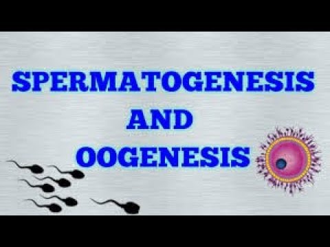 Oogenesis berbeda dengan spermatogenesis dalam hal