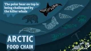 Now You Know: Arctic Food Chain